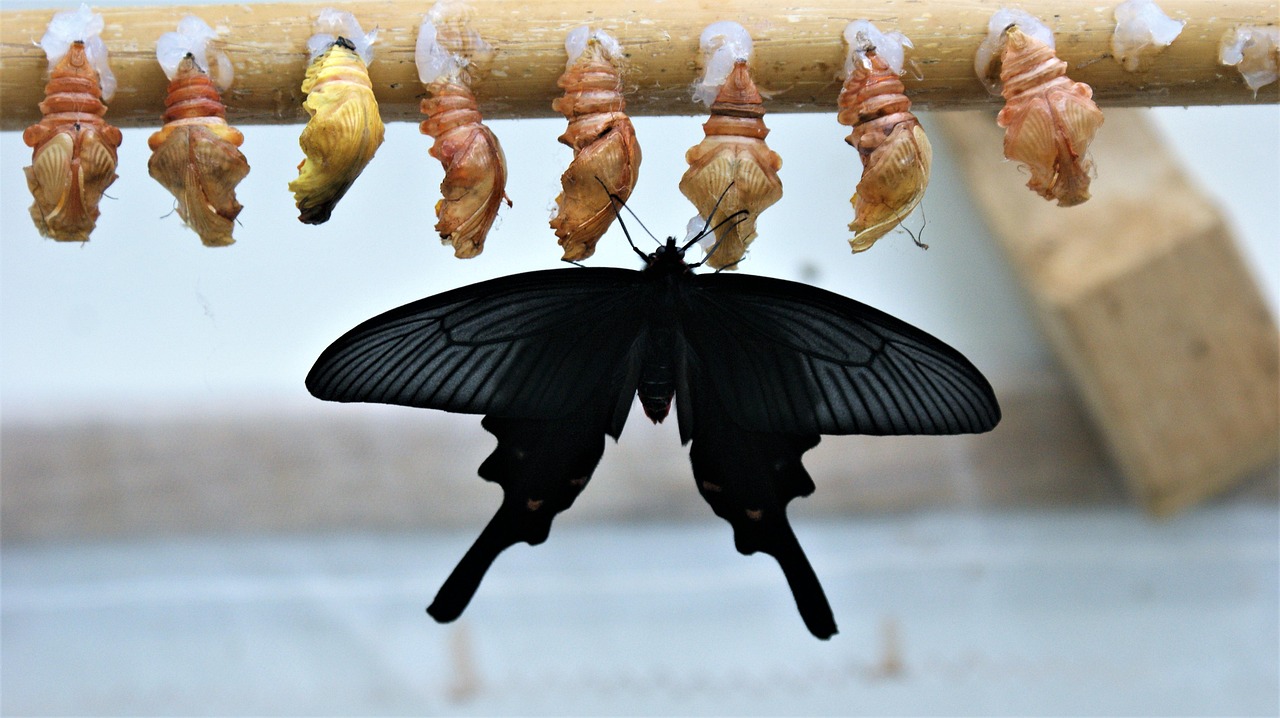Top 50 Latest Betting Promotions India Review 2027: Bonus, App, Withdrawal Tested